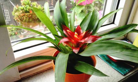 凤梨花养殖方法是什么？养殖过程中应注意哪些问题？