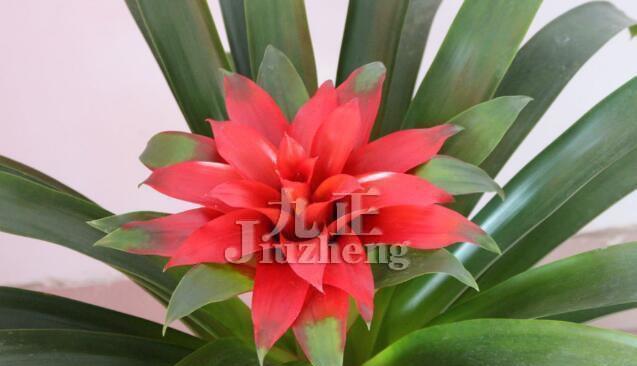 凤梨花养殖方法是什么？养殖过程中应注意哪些问题？