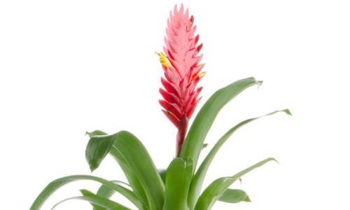 凤梨花养殖方法是什么？养殖过程中应注意哪些问题？