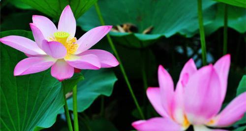 荷花的象征意义——生命之美（探寻荷花的寓意和文化底蕴）