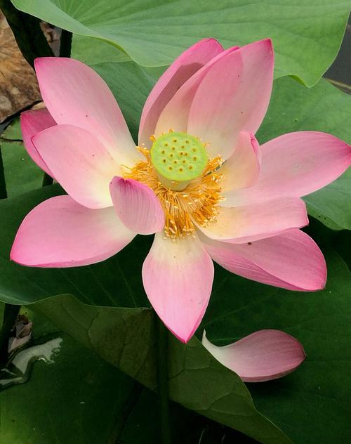 荷花的象征意义——生命之美（探寻荷花的寓意和文化底蕴）