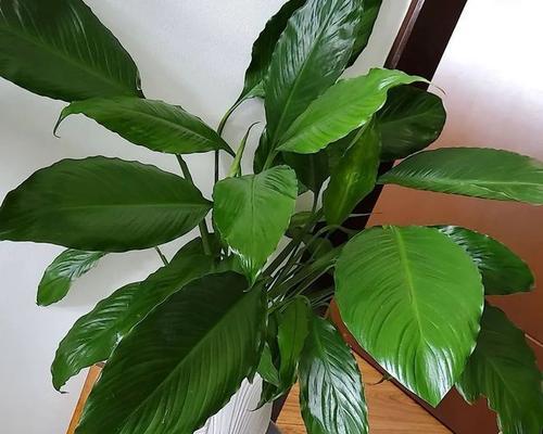 白掌不开花怎么办？如何促进开花？