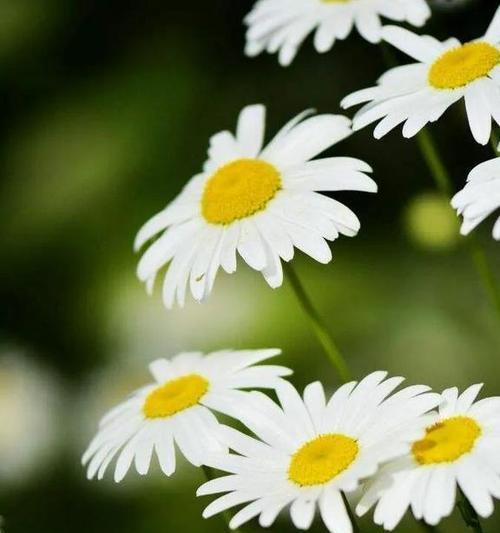 野菊花的花语及寓意（野菊花的美丽与坚韧——以花语代表意义）