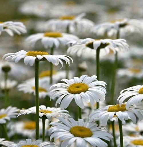 野菊花的花语及寓意（野菊花的美丽与坚韧——以花语代表意义）