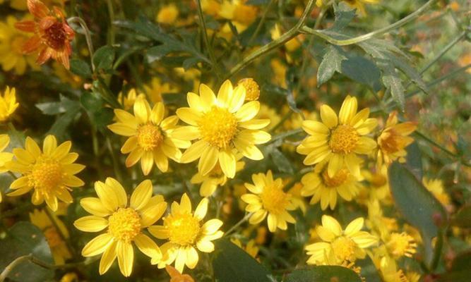 野菊花的花语及寓意（野菊花的美丽与坚韧——以花语代表意义）