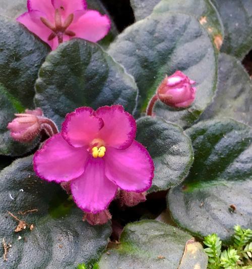 非洲紫罗兰花语(探索非洲紫罗兰花的花语) 非洲紫罗兰花语(探索非洲紫罗兰花的花语)