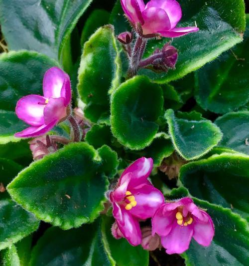 非洲紫罗兰花语(探索非洲紫罗兰花的花语) 非洲紫罗兰花语(探索非洲紫罗兰花的花语)