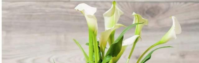 探秘马蹄莲的意义（美丽的马蹄莲与人类生活的紧密联系）