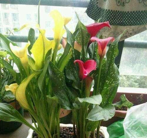 探秘马蹄莲的意义（美丽的马蹄莲与人类生活的紧密联系）