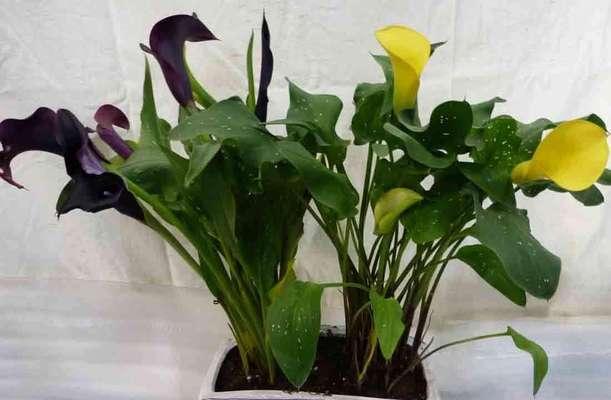 探秘马蹄莲的意义（美丽的马蹄莲与人类生活的紧密联系）