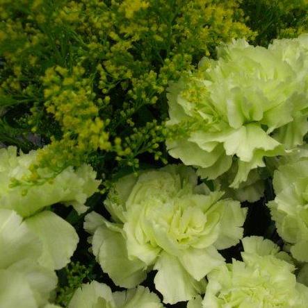 闺蜜友谊的花语（以玫瑰花的花语诠释闺蜜间的真挚友谊）