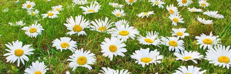 雏菊花语与寓意(以花言巧语)