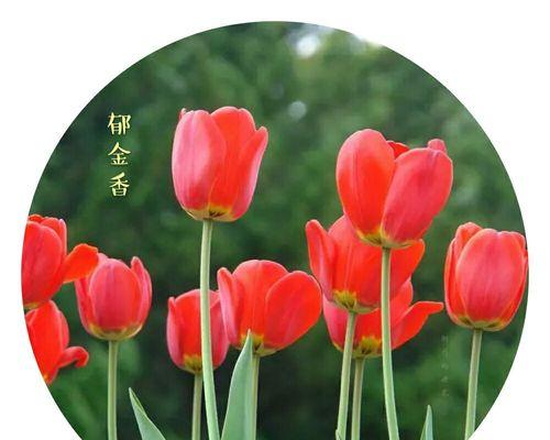 雏菊花语与寓意（以花言巧语）