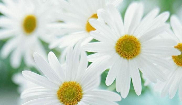 雏菊花语与寓意（以花言巧语）