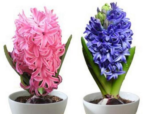 粉色风信子花语的深意（揭开粉色风信子花语的神秘面纱）