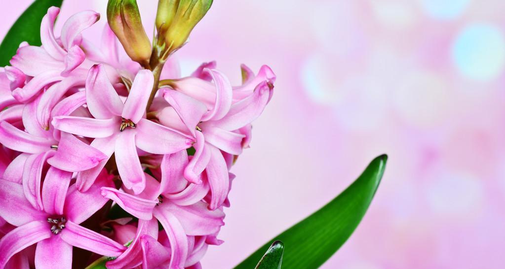 粉色风信子花语的深意（揭开粉色风信子花语的神秘面纱）