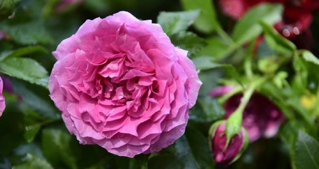 以康乃馨花语为主题的文章（期待爱情的花语和象征意义）