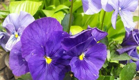 以康乃馨花语为主题的文章（期待爱情的花语和象征意义）