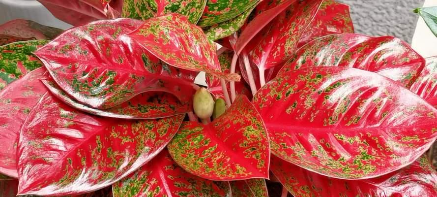 彩叶万年青花语（探寻彩叶万年青的寓意和传说）