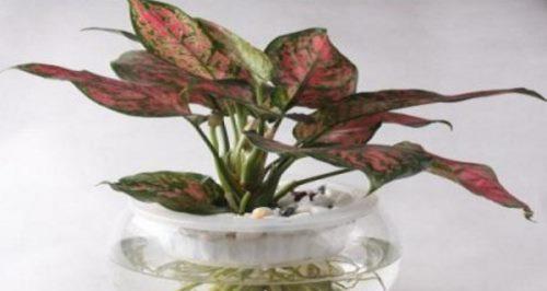 彩叶万年青花语（探寻彩叶万年青的寓意和传说）