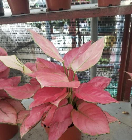 彩叶万年青花语（探寻彩叶万年青的寓意和传说）