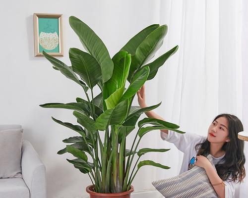 鹤望兰放在客厅风水上有什么讲究?会影响家庭运势吗?