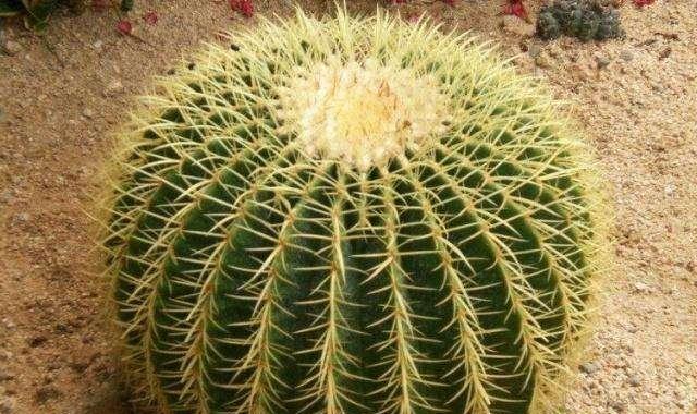 仙人掌的象征意义（探索仙人掌在文化中的象征意义及寓意）