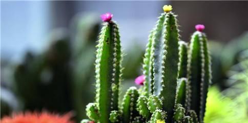 仙人掌的象征意义（探索仙人掌在文化中的象征意义及寓意）
