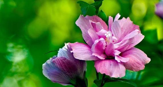 木槿花的寓意与象征意义（探究木槿花的美丽与深刻寓意）