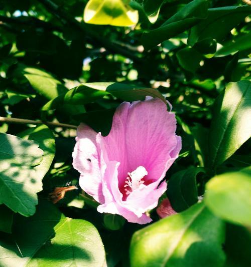 木槿花的寓意与象征意义（探究木槿花的美丽与深刻寓意）