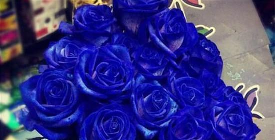 蓝色妖姬（蓝色妖姬的花语与寓意）