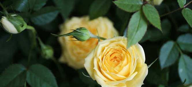 月季花语的意义与传承(从花语解读到文化传承) 月季花语的意义与传承(从花语解读到文化传承)