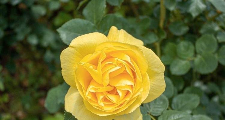 月季花语的意义与传承（从花语解读到文化传承）