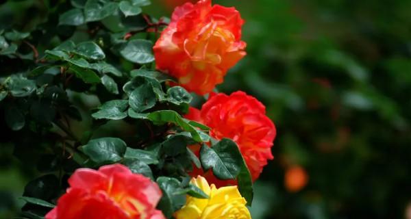 月季花语的意义与传承(从花语解读到文化传承) 月季花语的意义与传承(从花语解读到文化传承)