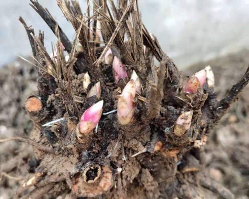 苗龄的含义及影响（探析苗龄的定义）