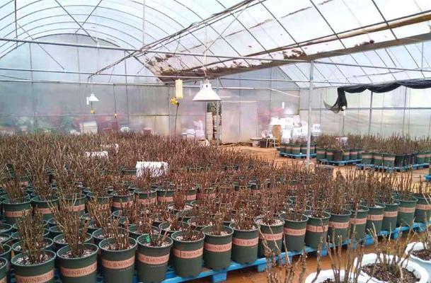 苗龄的含义及影响（探析苗龄的定义）