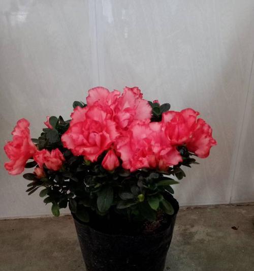 苗龄的含义及影响（探析苗龄的定义）