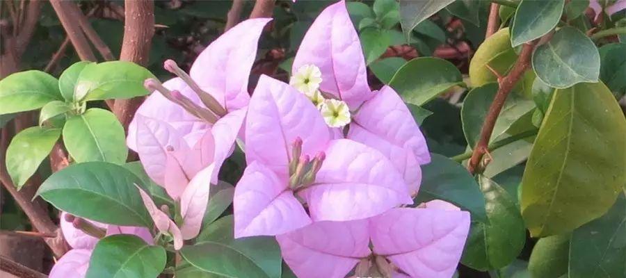 三角梅什么品种最好？如何选择最佳三角梅品种？