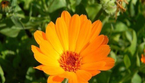 悲伤之花(探寻忧郁玫瑰的深意与象征) 悲伤之花(探寻忧郁玫瑰的深意与象征)