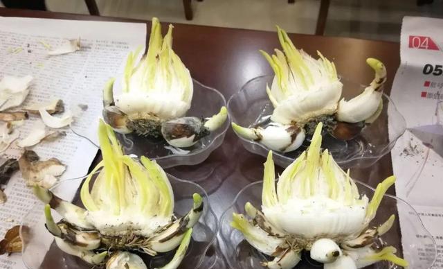 水仙雕刻（艺术与技艺的完美结合）