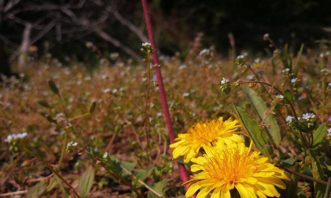 蒲公英花语及其寓意(探索蒲公英的含义与象征) 蒲公英花语及其寓意(探索蒲公英的含义与象征)