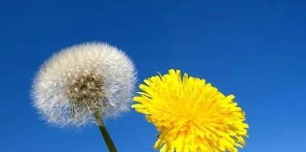 蒲公英花语及其寓意(探索蒲公英的含义与象征) 蒲公英花语及其寓意(探索蒲公英的含义与象征)
