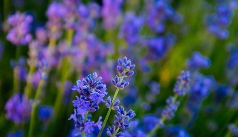 寄情植物（植物世界中的心意传递）