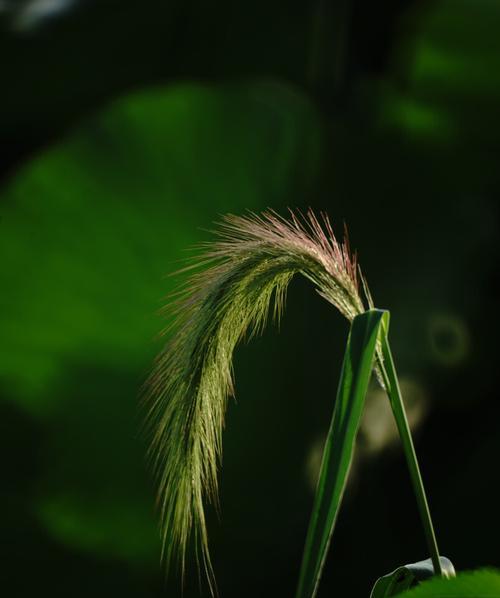 寄情植物（植物世界中的心意传递）