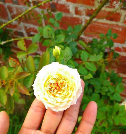 以勤奋为主题的花语——努力加油的花朵(用花朵的语言鼓励和激励) 以勤奋为主题的花语——努力加油的花朵(用花朵的语言鼓励和激励)