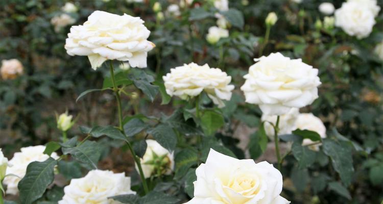 白玫瑰的含义与象征（探究白玫瑰的浪漫与纯洁之美）