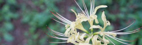 白色曼陀罗（探寻白色曼陀罗花的象征与意义）