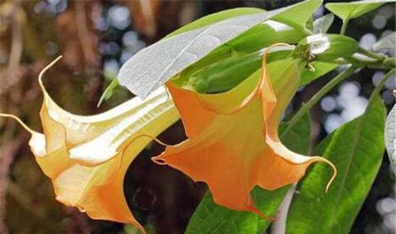 白色曼陀罗（探寻白色曼陀罗花的象征与意义）