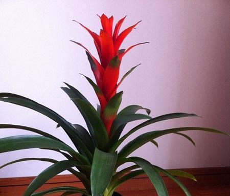 鸿运当头养护技巧？如何促进鸿运当头多开花？