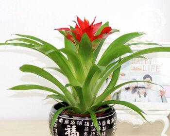 鸿运当头养护技巧？如何促进鸿运当头多开花？